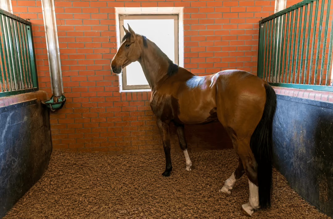 Un cheval bai dans un box paillé avec la litière en carton